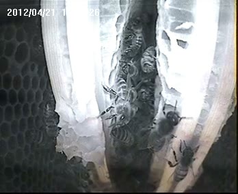 Inside a beehive2 Inside a beehive at Scolton Manor