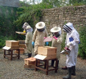 Inspecting a hive at Scolton Manor 3